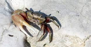 Le crabe violoniste avec une grande pince | Dossier