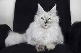 Check spelling or type a new query. Pin On Maine Coon Kitties