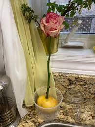 growing roses from cut flowers
