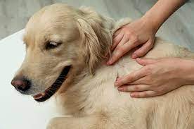 folliculitis in dogs