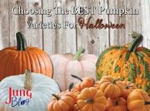 What variety is the traditional Halloween pumpkin?