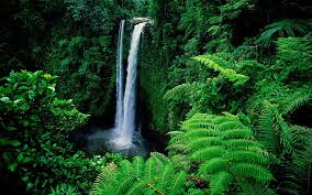 hd green forest waterfall wallpapers