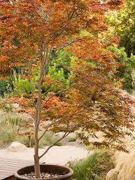 grow anese maples anywhere