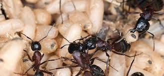 Ant bite can also result in vomiting. Termites Or Carpenter Ants Ehrlich Pest Control Blog
