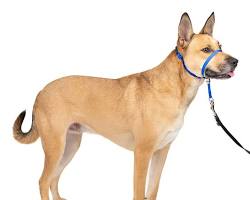 Petsafe Gentle Leader Headcollar dog training tool