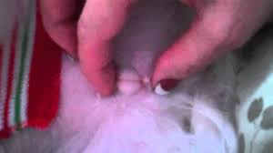 Female Dog s vagina area very important to keep clean. YouTube