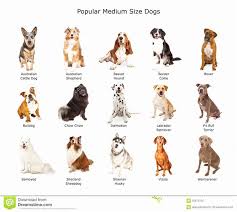 37 Best Medium Sized Dog Photos Of Popular Cute Medium Sized