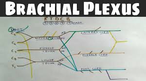 Brachial Plexus 1
