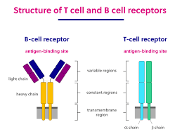 Q when writing a 1 into a dram cell, a threshold voltage is lost. T Cell And B Cell Overview Irepertoire