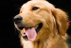 Image result for about retriever puppies