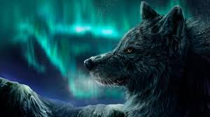 wolf wallpapers backiee