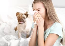cleaning to remove pet allergens