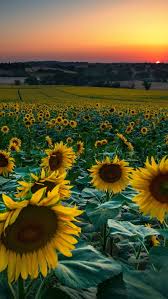 sunflower flower yellow field