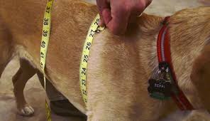 How To Size Ruffwear Dog Gear A Quick Guide To Sizing Dog