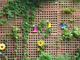Garden Ideas To Hide Fence
