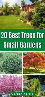 20 Best Trees For Small Gardens