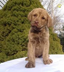These playful, loyal chesapeake bay retriever puppies are ready for their furever home. Daisy Chesapeake Bay Retriever Puppy For Sale In Millersburg Oh Happy Valentines Day Happyvalentinesday2016i