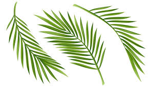 palm fronds images free on