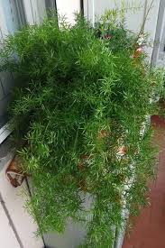 Ideas para decorar con plantas colgantes. Plantas De Exterior Para Que Tu Balcon O Terraza Parezcan Un Jardin