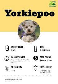 yorkiepoo dog breed complete guide a