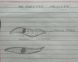 In this video i have shown the simplest way of drawing muscle drawing. Draw A Labelled Diagram Of Smooth Muscle Explain Brainly In