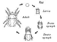 Two Spotted Spider Mite Life Cycle Garden Design Ideas