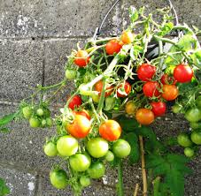 grow juicy tomatoes in containers