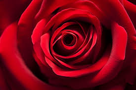 7700 rose pictures hd photos for free