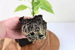 do-tomato-plants-like-to-be-root-bound