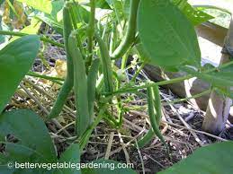 growing bush beans in the home