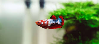 How Often Do You Need To Feed A Betta Gefcoral