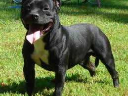 The boston terrier puppies are full of personality and are often called the american gentleman. the breed's origins are well documented and started in boston, massachusetts. Staffordshire Bull Terrier Puppies For Sale