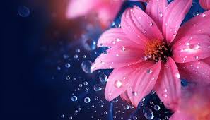 photo pink flower in the rain wallpapers