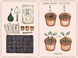 grow flowers from seeds