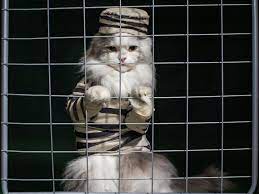 В США адвокату пришлось вызволять кошку из тюрьмы - РИА Новости, 27.04.2019