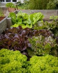 Vegetables That Grow In Partial Shade