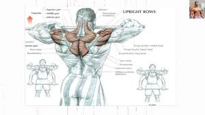 Bodybuilding Exercises Best Shoulder Workouts For Mass