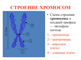 Хромосомы строение рисунок - 58 фото