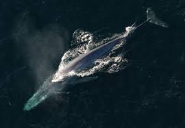 whales facts and adaptations
