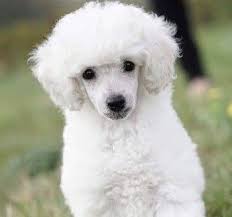 poodle toy a puppy look4dog com