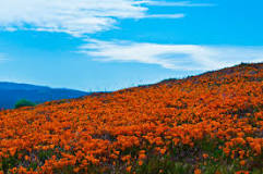 are-the-poppies-blooming-now-in-antelope-valley