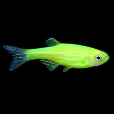 Tropical Fish For Freshwater Aquariums Glofish Danio Rerio