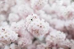 Where is the best cherry blossom?