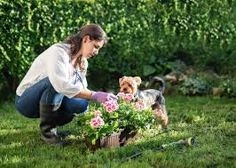 pet safe garden dogster