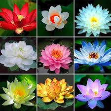 La corolla dei fiori del giacinto d'acqua è formata da grandi petali di. Inkeme Giardino 10 Pezzi Semi Di Fiori Di Loto Indiano Piante Acquatiche Stagno Piante Ornamentali Semi Di Fiori Di Loto Fiori Estivi Resistenti Perenni Amazon It Giardino E Giardinaggio