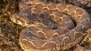 indian saw scaled viper facts t