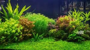 Live Aquarium Plants You And Your Fish