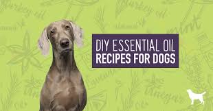diy essential oil recipes for dogs