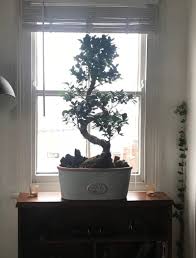 how to keep your ficus bonsai for years