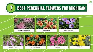 7 Best Perennial Flowers For Michigan